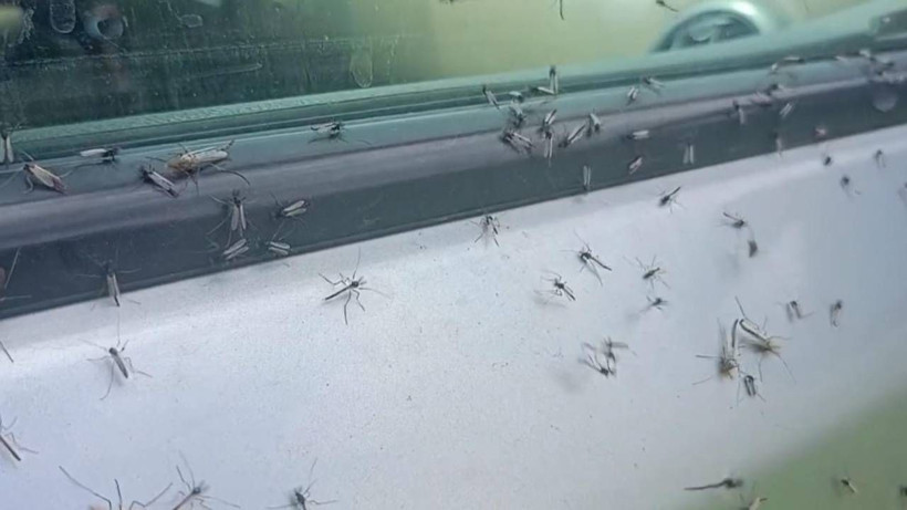 Her Yıl Aynı Manzara... Yeşil Sinekler İstila Etti! Göz Gözü Görmüyor - Resim: 5