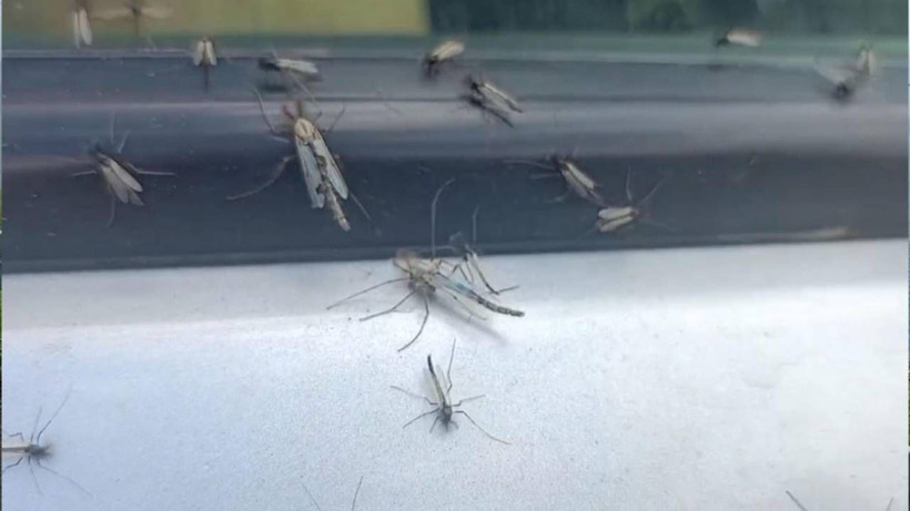 Her Yıl Aynı Manzara... Yeşil Sinekler İstila Etti! Göz Gözü Görmüyor - Resim: 2