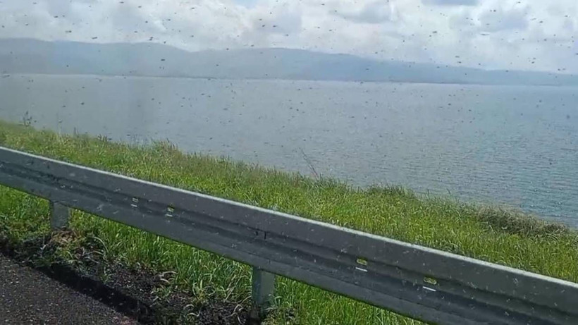 Her Yıl Aynı Manzara... Yeşil Sinekler İstila Etti! Göz Gözü Görmüyor - Resim: 1