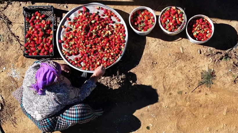 Hasadı Zirai Don Vurunca Bir Gecede Her Şey Sıfırlandı! Pes Etmediler, Şimdi Kilosu 70 Liradan Satılıyor - Resim: 4