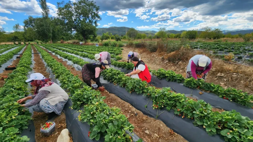 Hasadı Zirai Don Vurunca Bir Gecede Her Şey Sıfırlandı! Pes Etmediler, Şimdi Kilosu 70 Liradan Satılıyor - Resim: 3