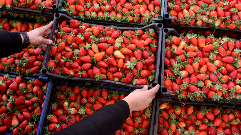 Hasadı Zirai Don Vurunca Bir Gecede Her Şey Sıfırlandı! Pes Etmediler, Şimdi Kilosu 70 Liradan Satılıyor - Resim: 2