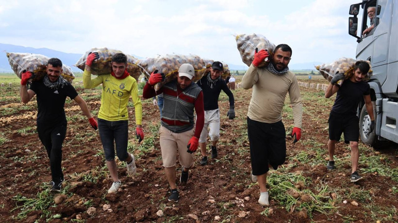 'Özel İşçiler' Bir Günde Tonlarca Ürünü Yüklüyorlar... Aylık Kazançları Dudak Uçuklattı! Asgari Ücretin Neredeyse 5 Katı - Resim: 5