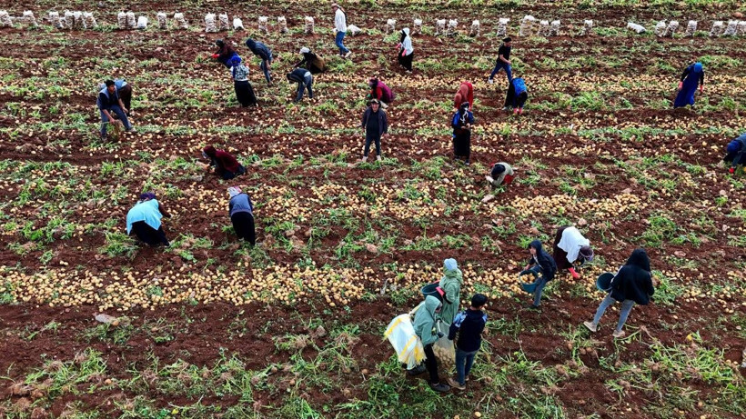 'Özel İşçiler' Bir Günde Tonlarca Ürünü Yüklüyorlar... Aylık Kazançları Dudak Uçuklattı! Asgari Ücretin Neredeyse 5 Katı - Resim: 3