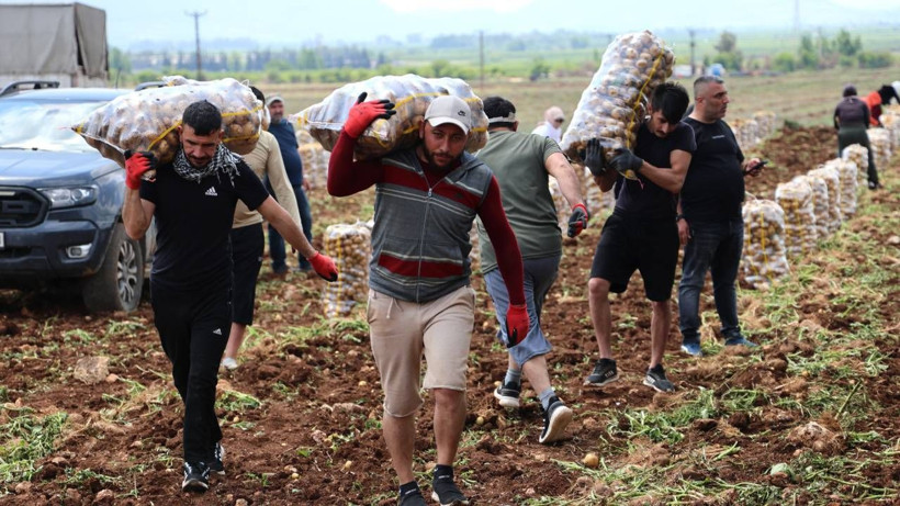 'Özel İşçiler' Bir Günde Tonlarca Ürünü Yüklüyorlar... Aylık Kazançları Dudak Uçuklattı! Asgari Ücretin Neredeyse 5 Katı - Resim: 1