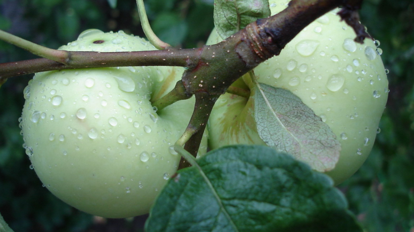 Türkiye'nin Sadece O Şehrinde Yetişiyor! Şeker Hastalığına Bire Bir, Günboyu Tok Tutuyor - Resim: 1