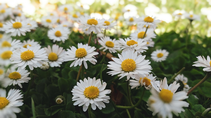 Köylüler Dağ Tepe Demeden Elleriyle Saatlerce Topluyor! Kilosu 260 Liraya Satılıyor - Resim: 3