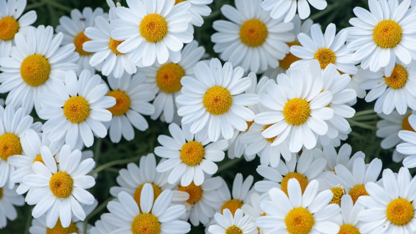 Köylüler Dağ Tepe Demeden Elleriyle Saatlerce Topluyor! Kilosu 260 Liraya Satılıyor - Resim: 2