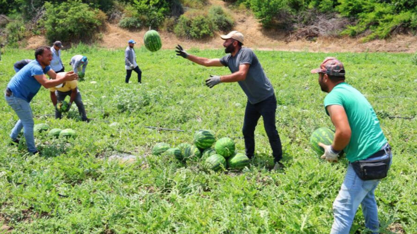 Yeşil Altında Hasat Başladı, Tarlada 9 Liradan Satılıyor! Son 1 Hafta Kaldı, Fiyatları Uçuşa Geçecek - Resim: 1