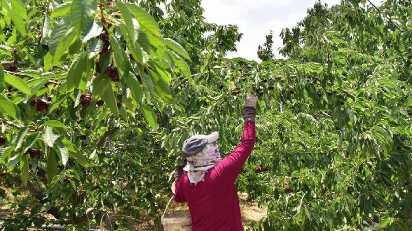 Çanakkale Lapseki'de Hasat Başladı: 400 TL'den Alıcı Buluyor - Resim: 1