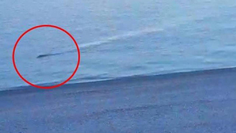 Türkiye'yi Ayağa Kaldıran Van Gölü Canavarının Sırrı Çözüldü: 31 Yıl Sonra İlk Kez Ortaya Çıktı - Resim: 3