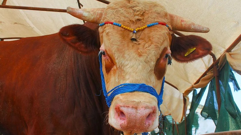 Satılamayan Kurbanlıklar İçin Yeni Uygulama Devreye Girdi: Bakanlık Düğmeye Bastı! Satış Fiyat Listesi Açıklandı - Resim: 3