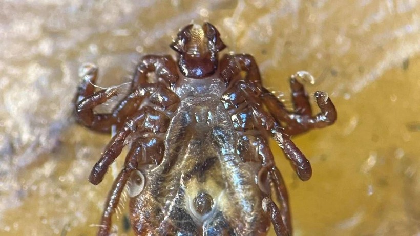 Türkiye'de İlk Kez Görüldü Hızla Üremeye Başladı! Fark Etmeden Temas Ediyor, 30'dan Fazla Hastalık Taşıyor - Resim: 4