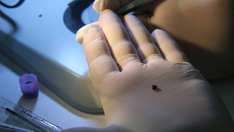 Türkiye'de İlk Kez Görüldü Hızla Üremeye Başladı! Fark Etmeden Temas Ediyor, 30'dan Fazla Hastalık Taşıyor - Resim: 1