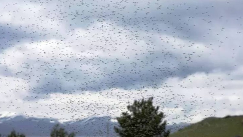 Çıldır Gölü’nde Büyük Kabus! Milyonlarcası Sardı… Gökyüzünde Hortum Gibi - Resim : 1