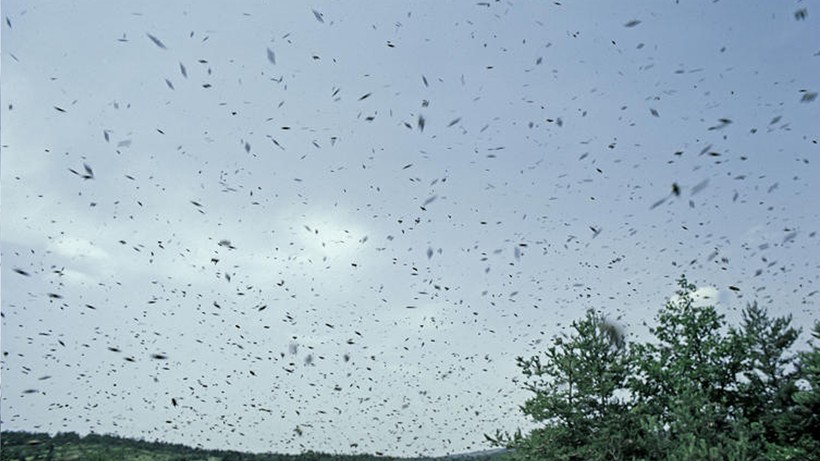 Çıldır Gölü’nde Büyük Kabus! Milyonlarcası Sardı… Gökyüzünde Hortum Gibi - Resim : 3