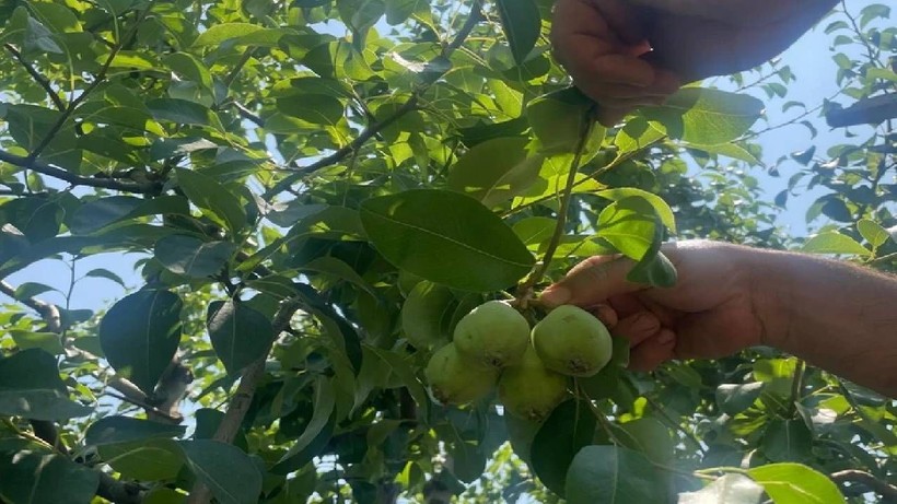 Hasat Öncesi Hepsi Yere Atılıyor! Tonlarca Meyve Yerde Bekliyor İşte Şaşırtan Nedeni - Resim: 3