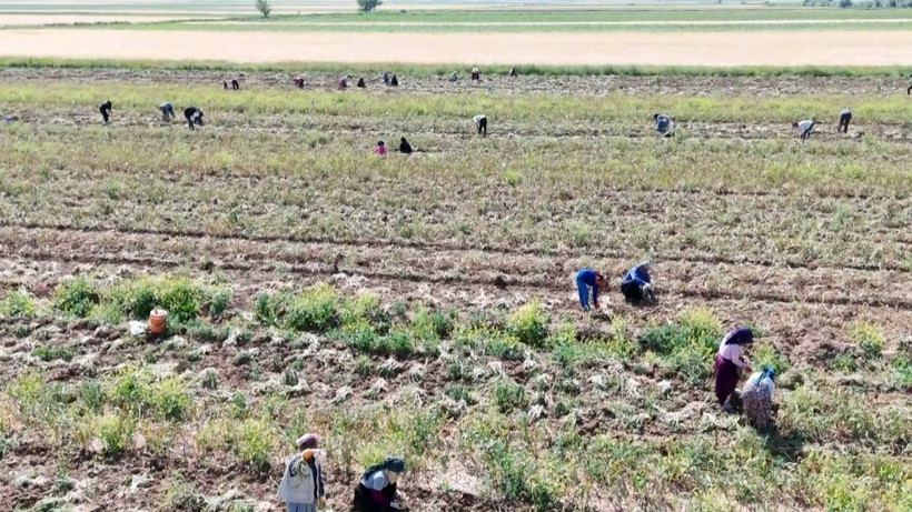 'Antibiyotik' Hasadı Başladı: Sadece Bir İlimizde Üretiliyor, Faydaları Saymakla Bitmiyor, Üç Ülkeye İhraç Ediliyor... - Resim: 6