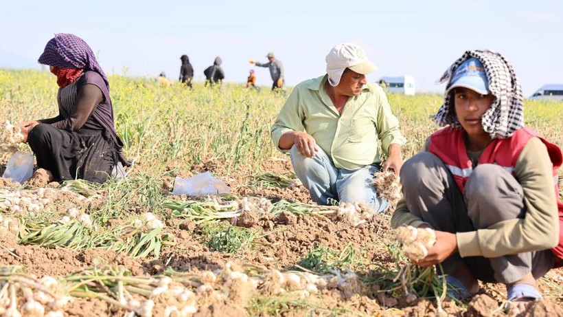 'Antibiyotik' Hasadı Başladı: Sadece Bir İlimizde Üretiliyor, Faydaları Saymakla Bitmiyor, Üç Ülkeye İhraç Ediliyor... - Resim: 2