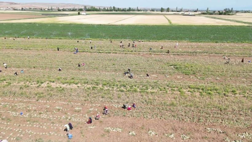 'Antibiyotik' Hasadı Başladı: Sadece Bir İlimizde Üretiliyor, Faydaları Saymakla Bitmiyor, Üç Ülkeye İhraç Ediliyor... - Resim: 1