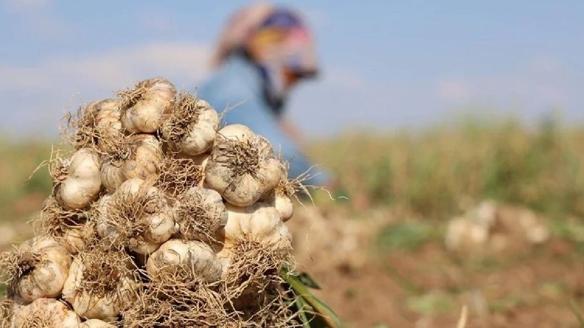 Aksaray’da Hasat Başladı! Rusya, Almanya ve İspanya Kapış Kapış Alıyor - Resim: 2