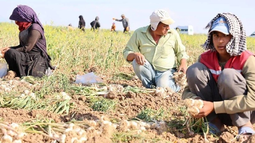 Aksaray’da Hasat Başladı! Rusya, Almanya ve İspanya Kapış Kapış Alıyor - Resim: 3