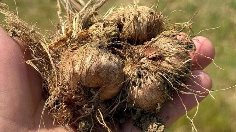 Karabük'te Altından Değerli Hasat Başladı! UNESCO Dünya Mirası Listesi'nde - Resim: 2