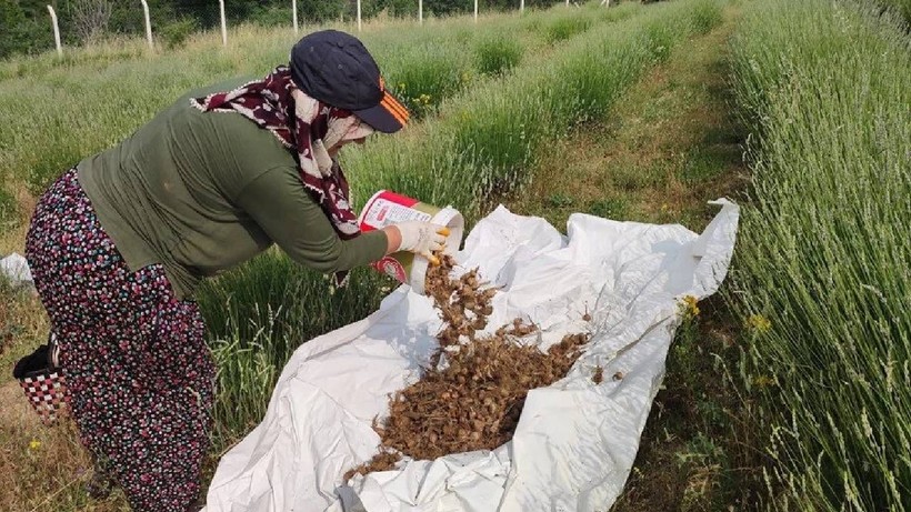 Karabük'te Altından Değerli Hasat Başladı! UNESCO Dünya Mirası Listesi'nde - Resim: 3