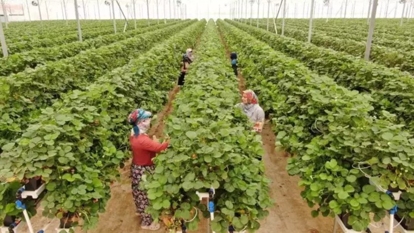 Hasatta Z Kuşağı Dönemi: Susuz Götürdü, Sulu Getirdi! 100 Milyon Lira Yatırımla Devleşti - Resim: 5
