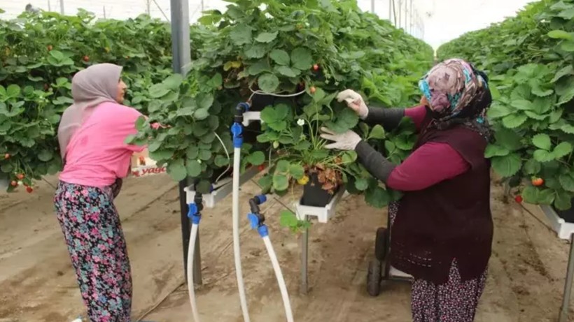 Hasatta Z Kuşağı Dönemi: Susuz Götürdü, Sulu Getirdi! 100 Milyon Lira Yatırımla Devleşti - Resim: 4