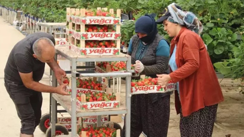 Hasatta Z Kuşağı Dönemi: Susuz Götürdü, Sulu Getirdi! 100 Milyon Lira Yatırımla Devleşti - Resim: 3