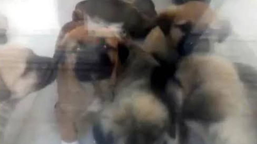 Türkiye’nin Konuştuğu Doktor Vahşetinde Kan Donduran Yeni Detaylar! Dehşet Evinden Çıktı… Hepsine Aynı Şeyi Yapmış - Resim : 1
