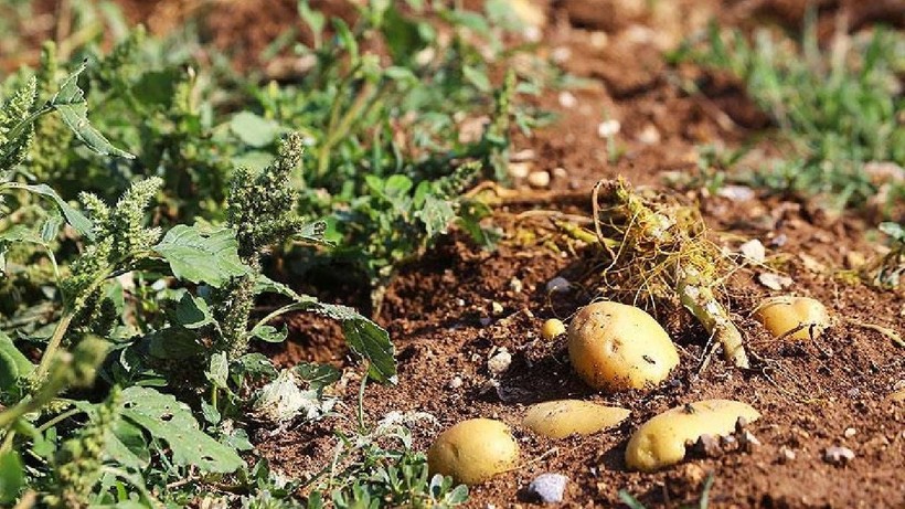 Başarısızlıktan İmparatorluğa: Hasat Tarlada Çürüyünce Zengin Oldu! Şimdi Paraya Para Demiyor - Resim: 4