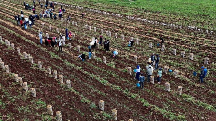 Başarısızlıktan İmparatorluğa: Hasat Tarlada Çürüyünce Zengin Oldu! Şimdi Paraya Para Demiyor - Resim: 1