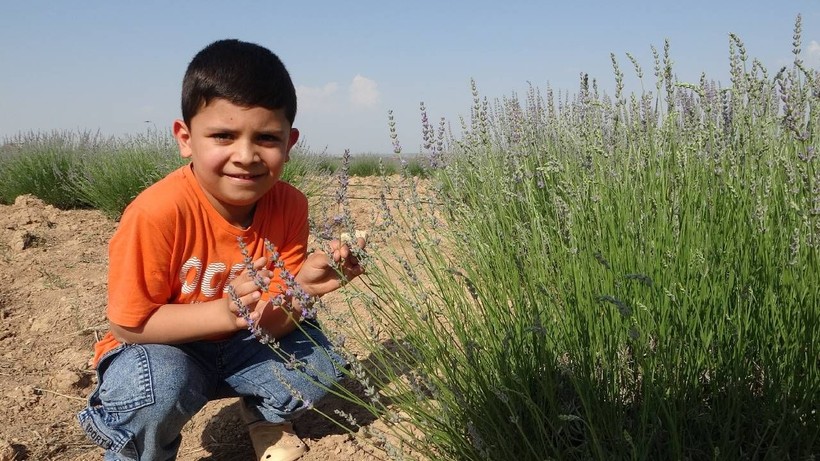 İnternetten Gördü, Eşiyle Köşeyi Döndü: 3. Kez Hasat Ediyor, Gören Hayran Kalıyor - Resim: 3