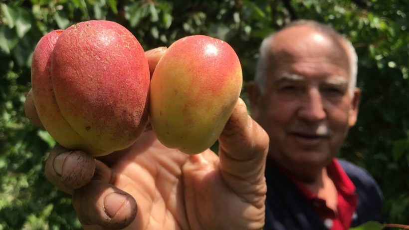 Tazesi Ucuz, Kurusu Servet: 5 Kilosu Gram Altını Solladı! Pazarda Gören Arkasına Bakmadan Kaçtı - Resim: 5