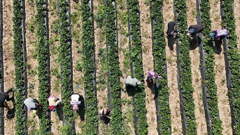 Bursa İnegöl'de İlk Hasat Başladı! Kırmızı Elmas Olarak Biliniyor, Üreten Rekor Kazanıyor - Resim: 1