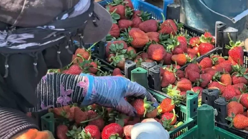 Bursa İnegöl'de İlk Hasat Başladı! Kırmızı Elmas Olarak Biliniyor, Üreten Rekor Kazanıyor - Resim: 2