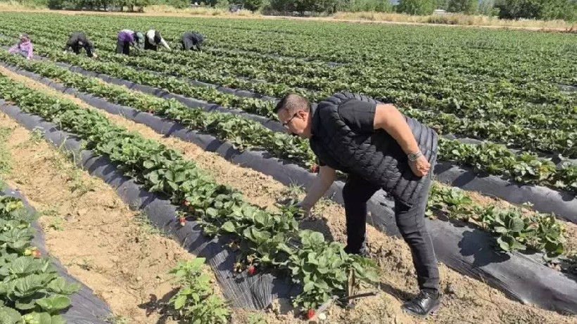 Bursa İnegöl'de İlk Hasat Başladı! Kırmızı Elmas Olarak Biliniyor, Üreten Rekor Kazanıyor - Resim: 4