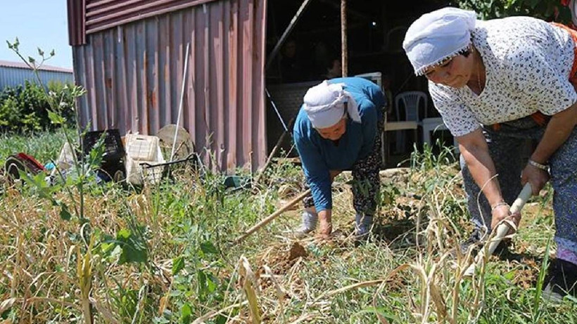 Coğrafi İşaretli Hasat Başladı! Sadece 6 Kişi Üretiyor, Tescilli Lezzeti İle Dünyaya Nam Saldı - Resim: 1