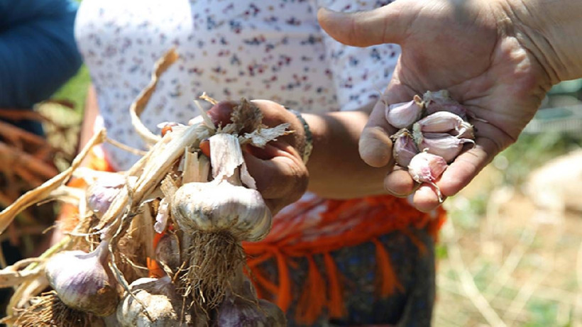 Coğrafi İşaretli Hasat Başladı! Sadece 6 Kişi Üretiyor, Tescilli Lezzeti İle Dünyaya Nam Saldı - Resim: 3