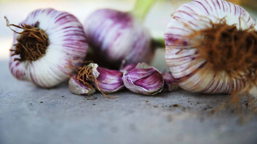 Coğrafi İşaretli Hasat Başladı! Sadece 6 Kişi Üretiyor, Tescilli Lezzeti İle Dünyaya Nam Saldı - Resim: 4