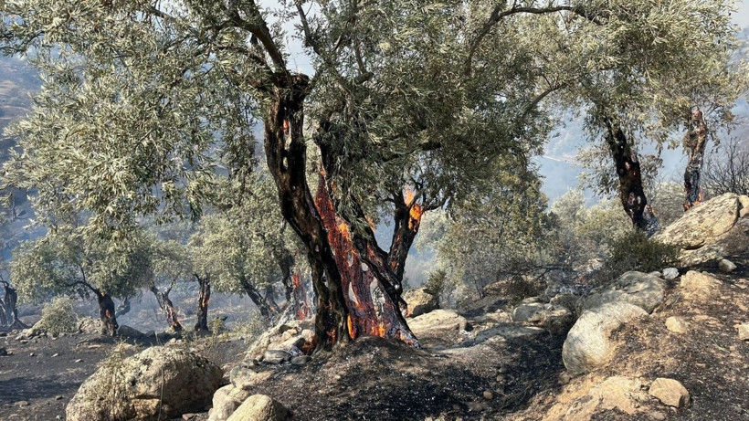 Aydın'da Korkutan Orman Yangını: Evler Hasar Aldı, Tahliye Başladı! Müdahale Sürüyor - Resim : 1
