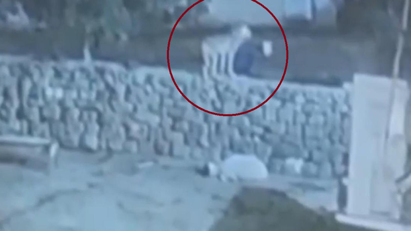 Eşine Az Rastlanır İnanılmaz Olay! Koyundan Oscarlık Ölüm Oyunu! Kurdun Elinden Böyle Kurtuldu - Resim : 1