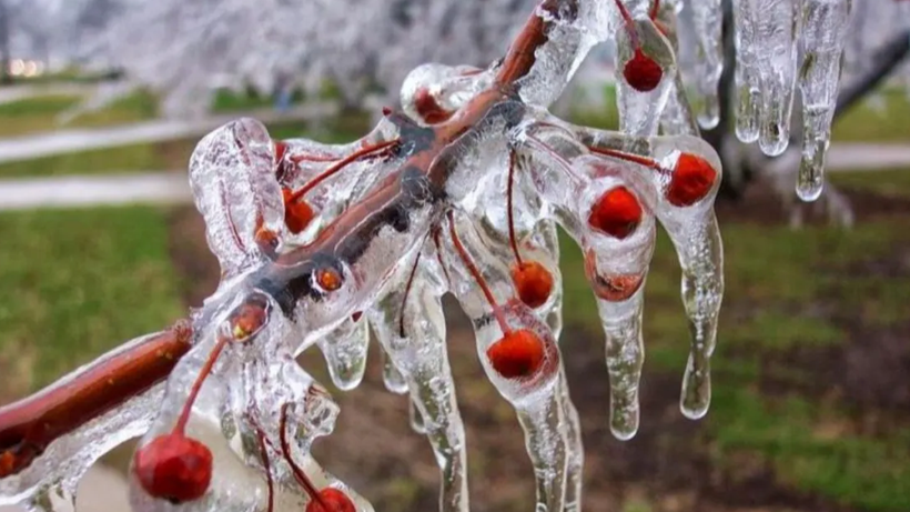 Zirai Dondan Sonra Çiftçiyi Bekleyen Yeni Felaket Kapıda! Her Ürünü Etkileyecek - Resim : 1