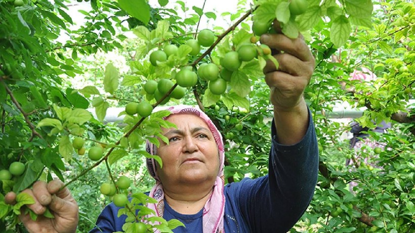 Silifke'de Hasat Başladı! Kilosu 7 Bin 600 Lira Birden Düştü, Tüm Dünya Kapış Kapış Alıyor - Resim: 2