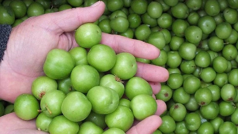Silifke'de Hasat Başladı! Kilosu 7 Bin 600 Lira Birden Düştü, Tüm Dünya Kapış Kapış Alıyor - Resim: 5