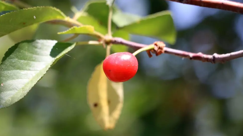 Böyle Hasat Görülmedi! Her Ağaçta 2 Tane Kaldı: Geçen Yıl 45 Liraydı, Bu Yıl Fiyatı Altınla Yarışıyor - Resim: 3