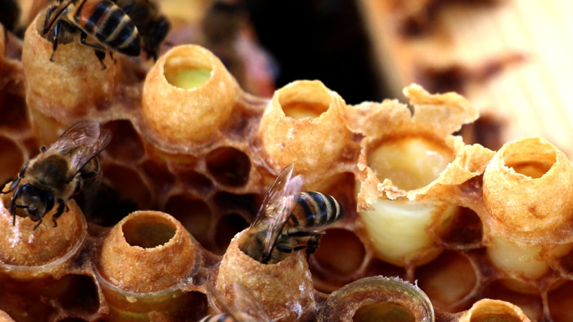 Beyaz Altın Adıyla Dünyanın En Değerli Besini Olarak Biliniyor: Üreten Parayı Koyacak Yer Arıyor - Resim: 1