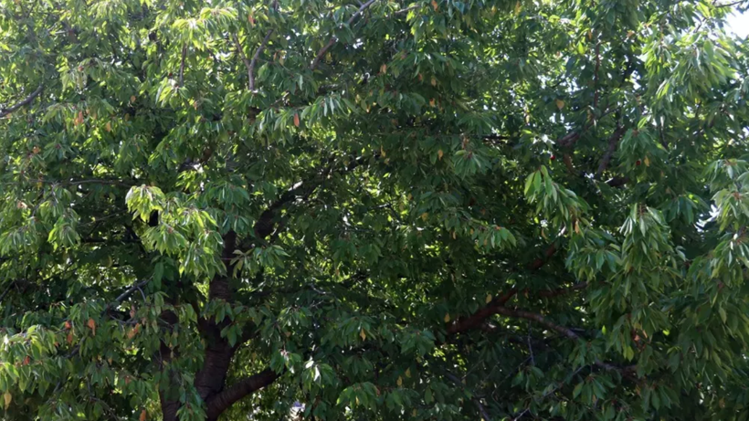 Böyle Hasat Görülmedi! Her Ağaçta 2 Tane Kaldı: Geçen Yıl 45 Liraydı, Bu Yıl Fiyatı Altınla Yarışıyor - Resim: 2